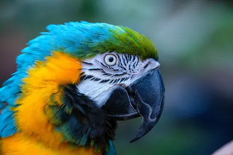 Ara 4K Hintergrundbild · animals · 3840×2560