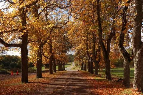 Fondo de pantalla Bosque de otoño 4K · nature · 3840×2560