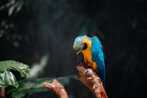 خلفية ببغاء الآرا بدقة 4K · animals · 3840×2560