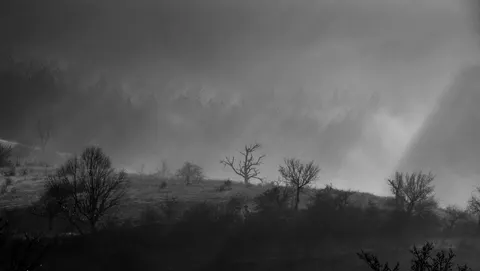 Foggy Forest 4K Wallpaper · nature · 3840×2165
