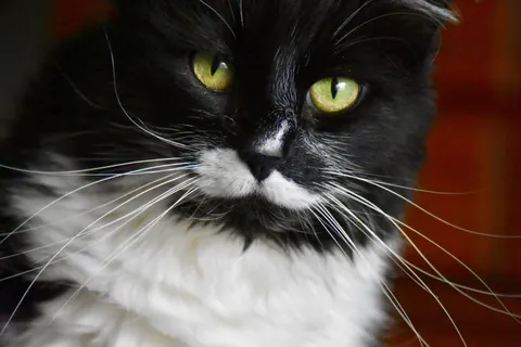 Fondo de pantalla Gato 4K · animals · 3840×2560
