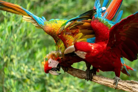 Macaw 4K Wallpaper · animals · 3840×2562
