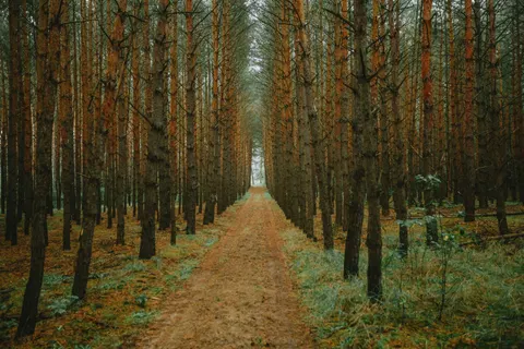 Fondo de pantalla Bosque de otoño 4K · nature · 3840×2560