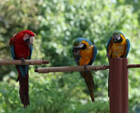 Ara Papağanı 4K Duvar Kağıdı · animals · 3840×3116