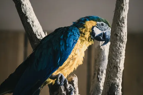 Ara 4K Hintergrundbild · animals · 3840×2560
