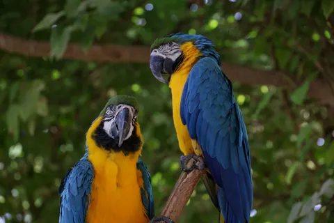 मकाओ तोता 4K वॉलपेपर · animals · 3840×2561