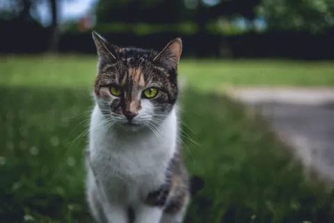 猫咪 4K壁纸 · animals · 3840×2560