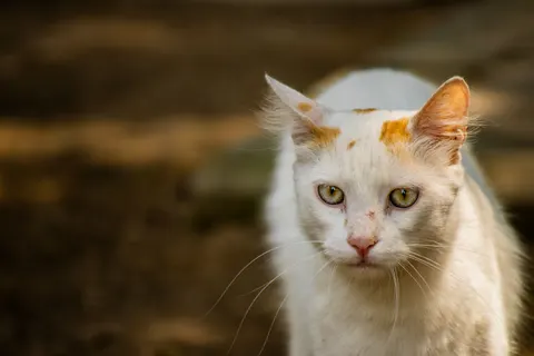 猫 4K壁紙 · animals · 3840×2560