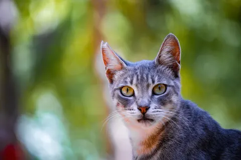 猫咪 4K壁纸 · animals · 3840×2560