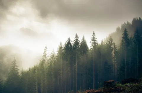Fondo de pantalla Bosque con niebla 4K · nature · 3840×2523