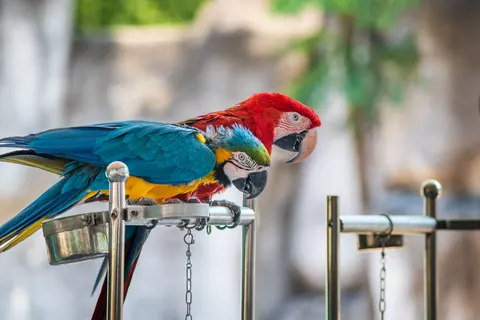 मकाओ तोता 4K वॉलपेपर · animals · 3840×2563