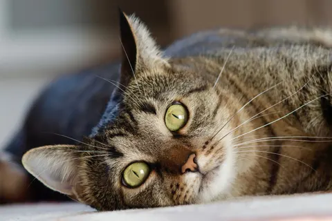 Katze 4K Hintergrundbild · animals · 3840×2560