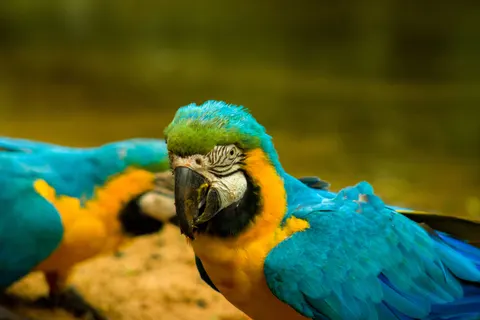 मकाओ तोता 4K वॉलपेपर · animals · 3840×2560