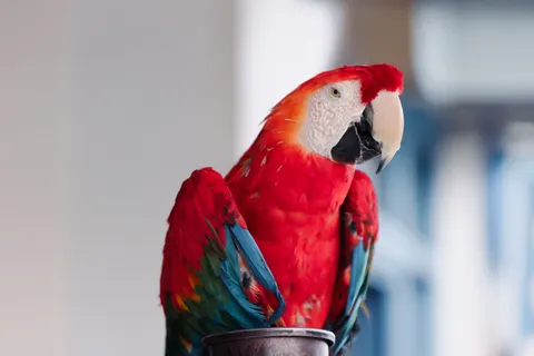 خلفية ببغاء الآرا بدقة 4K · animals · 3840×2560