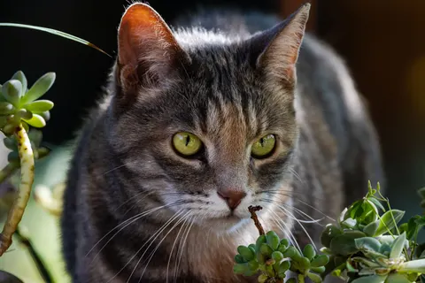 Fond d'écran Chat 4K · animals · 3840×2560