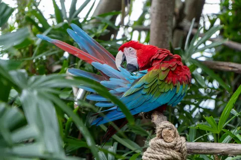 خلفية ببغاء الآرا بدقة 4K · animals · 3840×2560