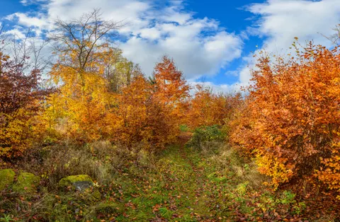 Herbstwald 4K Hintergrundbild · nature · 3840×2515