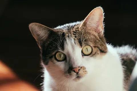 猫 4K壁紙 · animals · 3840×2560
