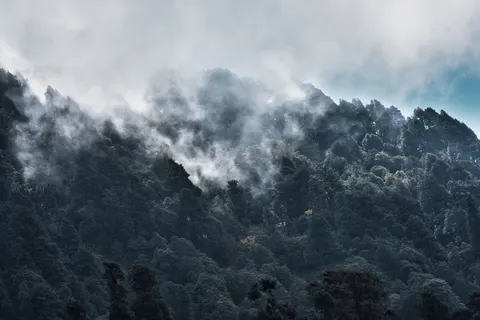 안개 낀 숲 4K 배경화면 · nature · 3840×2560