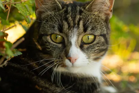 Обои Кот 4K · animals · 3840×2560