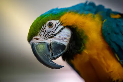 Sfondo Ara 4K · animals · 3840×2560