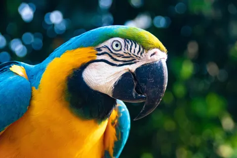 خلفية ببغاء الآرا بدقة 4K · animals · 3840×2560