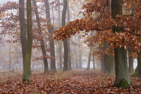 Autumn Forest 4K Wallpaper · nature · 3840×2561
