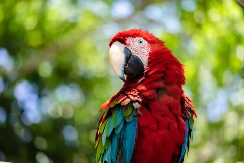 Macaw 4K Wallpaper · animals · 3840×2560