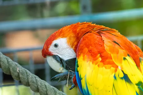 मकाओ तोता 4K वॉलपेपर · animals · 3840×2560