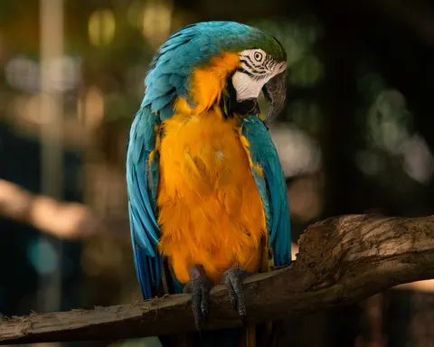 मकाओ तोता 4K वॉलपेपर · animals · 3840×3072