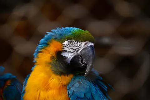 Ara Papağanı 4K Duvar Kağıdı · animals · 3840×2563