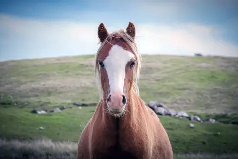 Fond d'écran Cheval 4K · animals · 3840×2560