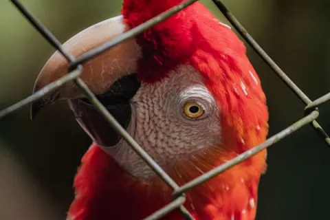 Ara 4K Hintergrundbild · animals · 3840×2560
