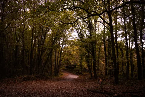 Herbstwald 4K Hintergrundbild · nature · 3840×2560