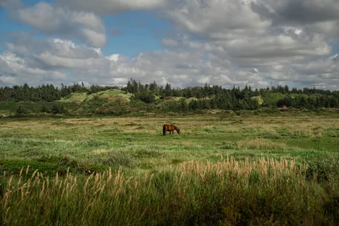 Fondo de pantalla Caballo 4K · animals · 3840×2560