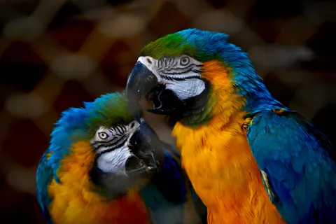 خلفية ببغاء الآرا بدقة 4K · animals · 3840×2563