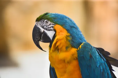 خلفية ببغاء الآرا بدقة 4K · animals · 3840×2560