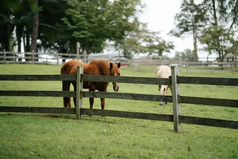 Pferd 4K Hintergrundbild · animals · 3840×2560