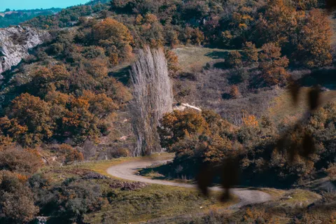 Fondo de pantalla Bosque de otoño 4K · nature · 3840×2560