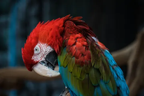 والپیپر طوطی ماکائو با کیفیت 4K · animals · 3840×2560