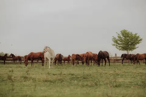 Обои Лошадь 4K · animals · 3840×2560