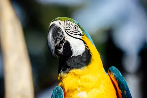 Fondo de pantalla Guacamayo 4K · animals · 3840×2561