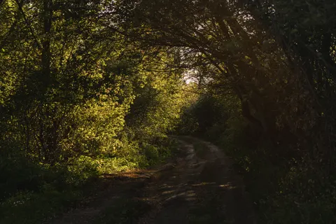 Fondo de pantalla Bosque de otoño 4K · nature · 3840×2560
