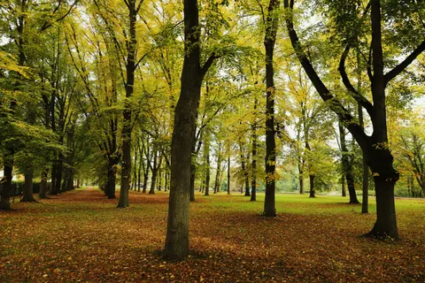Fondo de pantalla Bosque de otoño 4K · nature · 3840×2560