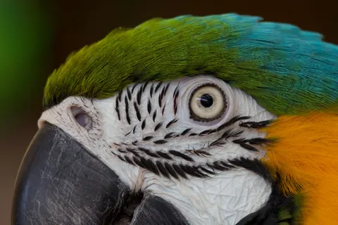والپیپر طوطی ماکائو با کیفیت 4K · animals · 3840×2560