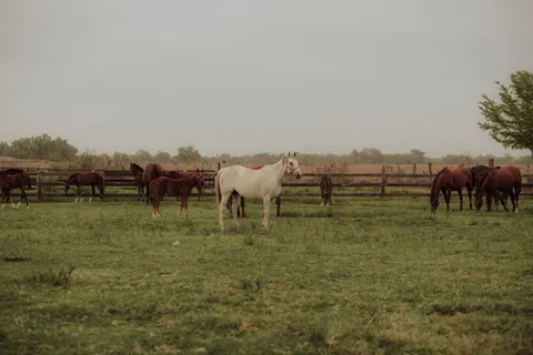 Обои Лошадь 4K · animals · 3840×2560