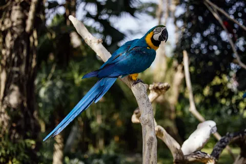 मकाओ तोता 4K वॉलपेपर · animals · 3840×2561
