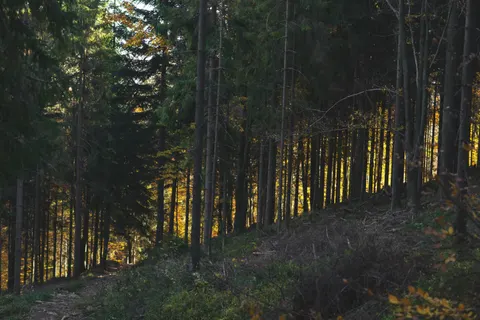 Fondo de pantalla Bosque de otoño 4K · nature · 3840×2560