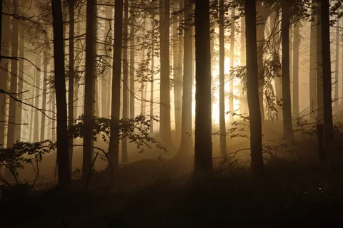 Foggy Forest 4K Wallpaper · nature · 3840×2561