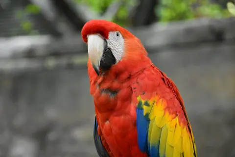 मकाओ तोता 4K वॉलपेपर · animals · 3840×2560